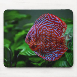 fish, discus, water mouse mat