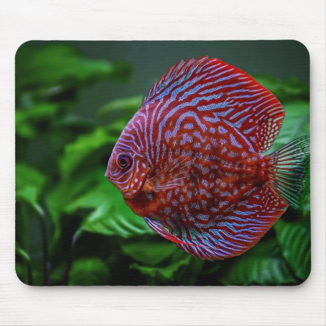 fish, discus, water mouse mat (Front)