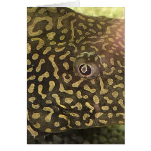 Fish Eye Card