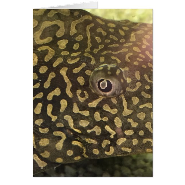 Fish Eye Card (Front)