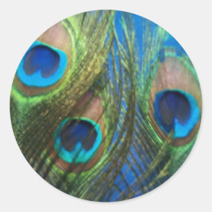 Fish Eye Peacock Still Life Classic Round Sticker