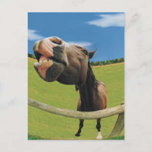 Fish-eye View of Horse Postcard