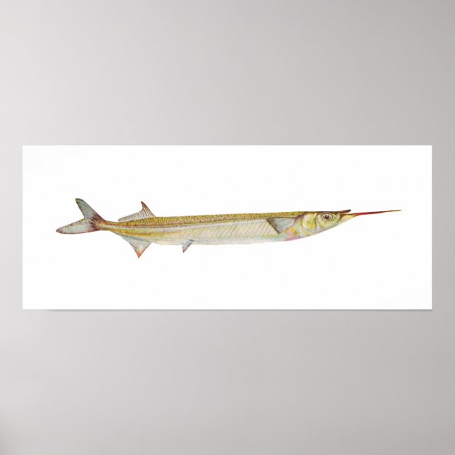 Fish - Garfish - Hyporhamphus intermedius Poster (Front)