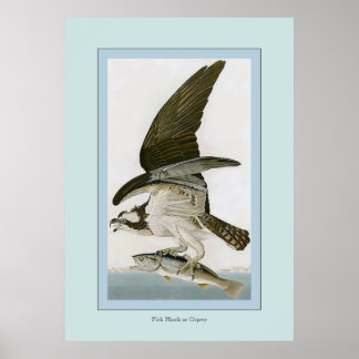 Fish Hawk or Osprey Poster