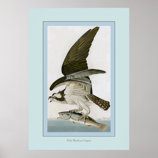 Fish Hawk or Osprey Poster (Front)