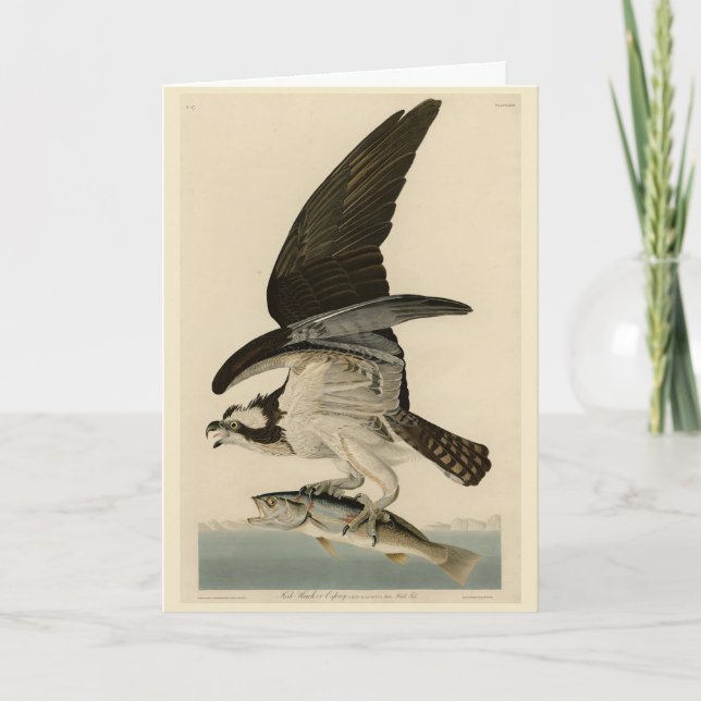 Fish Hawk, Osprey, from Audubon's Birds of America Card (Front)
