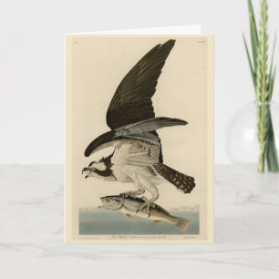 Fish Hawk, Osprey, from Audubon's Birds of America Card