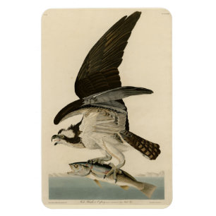 Fish Hawk, Osprey, from Audubon's Birds of America Magnet