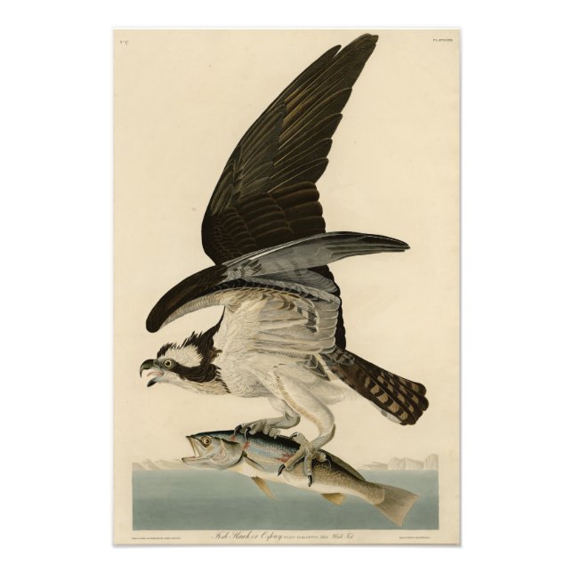 Fish Hawk, Osprey, from Audubon's Birds of America Photo Print (Front)