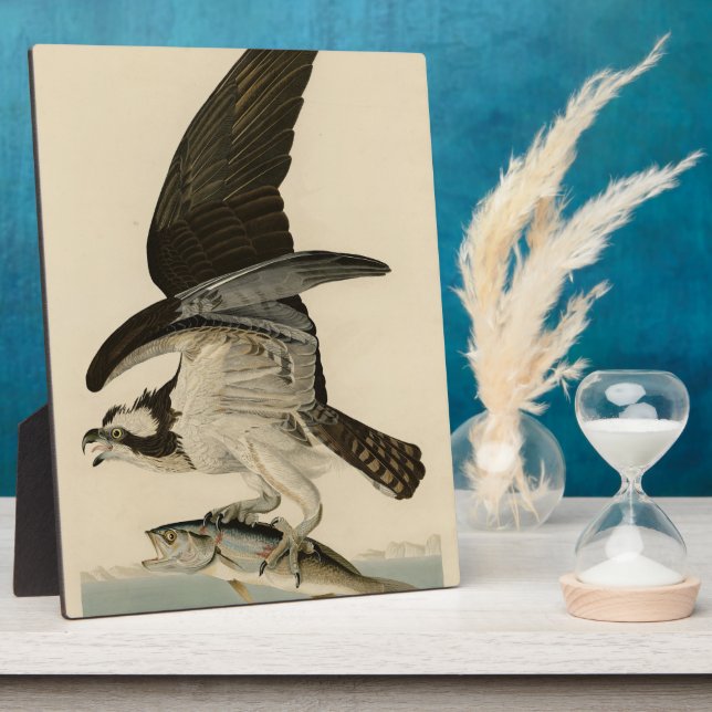 Fish Hawk, Osprey, from Audubon's Birds of America Plaque (Side)