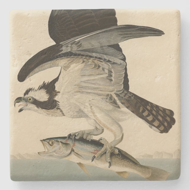 Fish Hawk, Osprey, from Audubon's Birds of America Stone Coaster (Front)