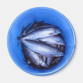 Fish in a Bucket Magnet