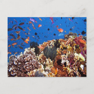 Fish in Fiji Waters Postcard
