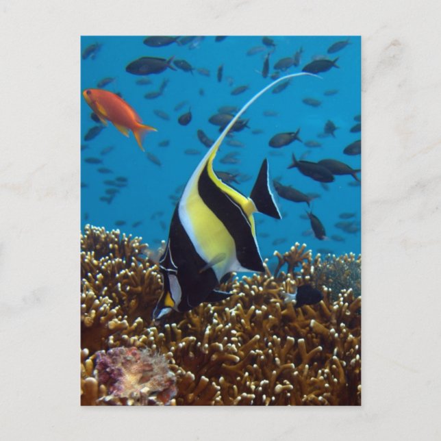 Fish in Fiji Waters Postcard (Front)