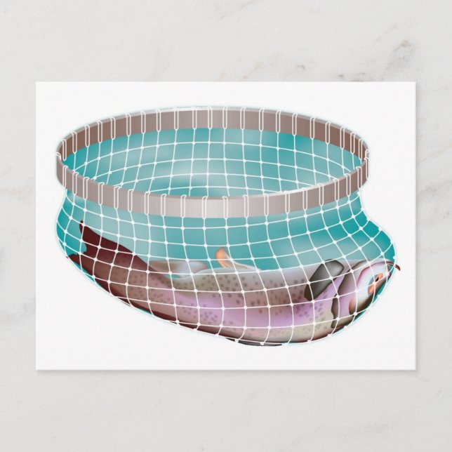 Fish in Net Postcard (Front)