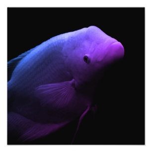 Fish in Tank - Art Photograph