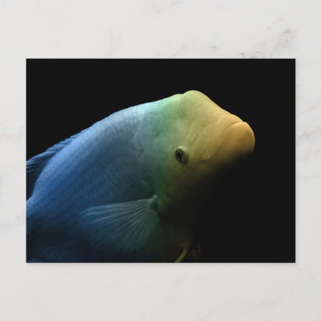 Fish in Tank - Art Photograph Postcard (Front)