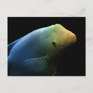 Fish in Tank - Art Photograph Postcard