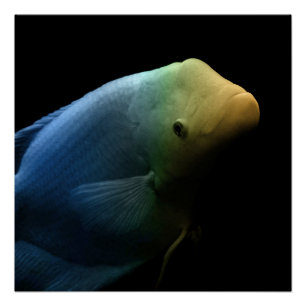Fish in Tank - Art Photograph Poster