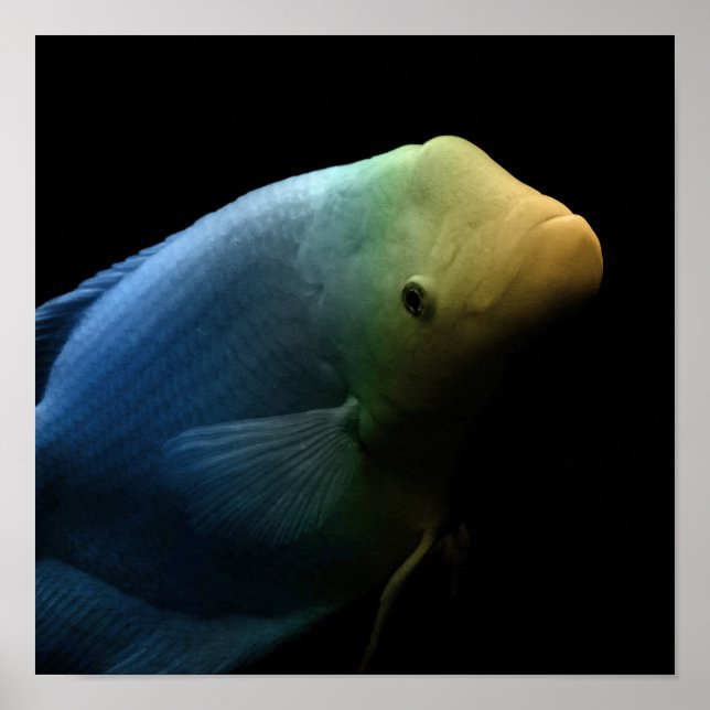 Fish in Tank - Art Photograph Poster (Front)