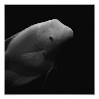 Fish in Tank - Black and White Art Photograph