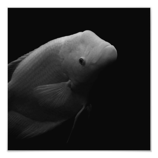 Fish in Tank - Black and White Art Photograph (Front)