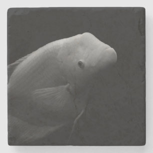 Fish in Tank Stone Coaster