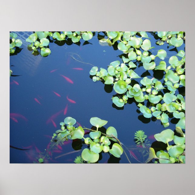 fish in water poster (Front)