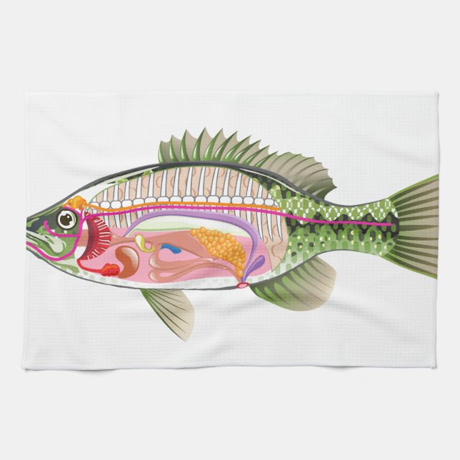 Fish internal organs Vector Art diagram Anatomy Tea Towel (Horizontal)