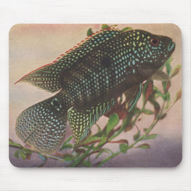 Fish - Jack Dempsey - Archocentrus octofasciatus Mouse Mat (Front)