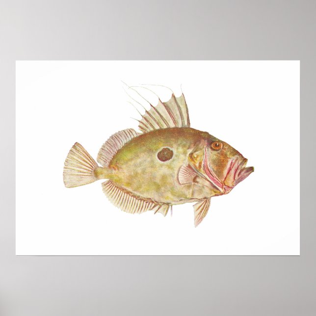 Fish - John Dory - Zeus faber Poster (Front)