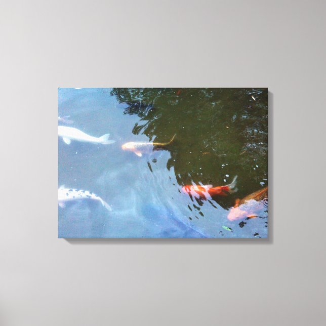 Fish, Koi Carps in pond Canvas Print (Front)