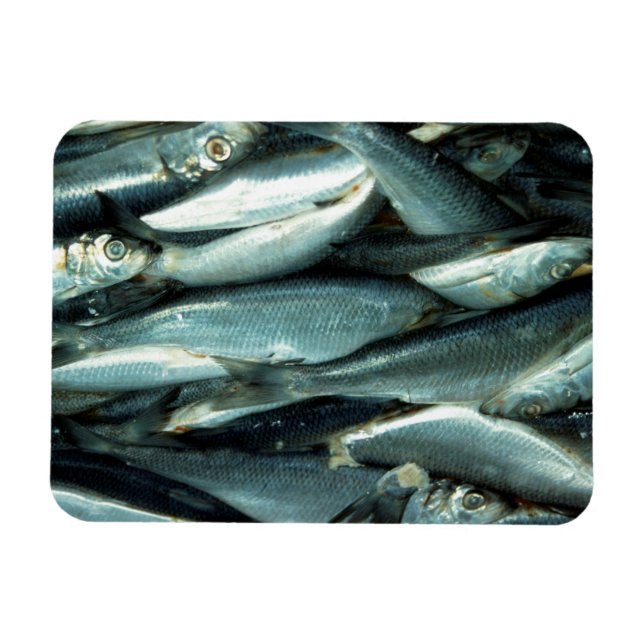 Fish Magnet (Horizontal)