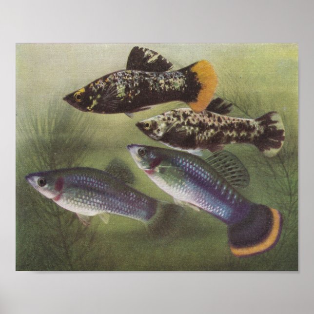 Fish - Mollies - Poecilia sphenops Poster (Front)