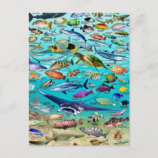 Fish & More Fish Postcard (Front)