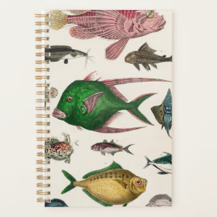 fish, ocean, cute, sea, water, animal, fishing planner