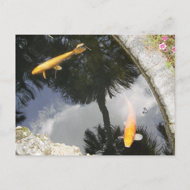 Fish postcard (Front)