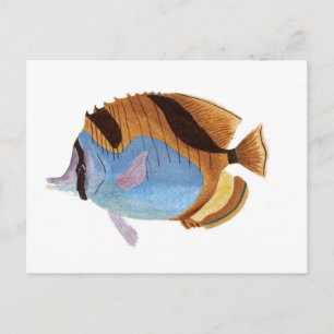Fish Postcard
