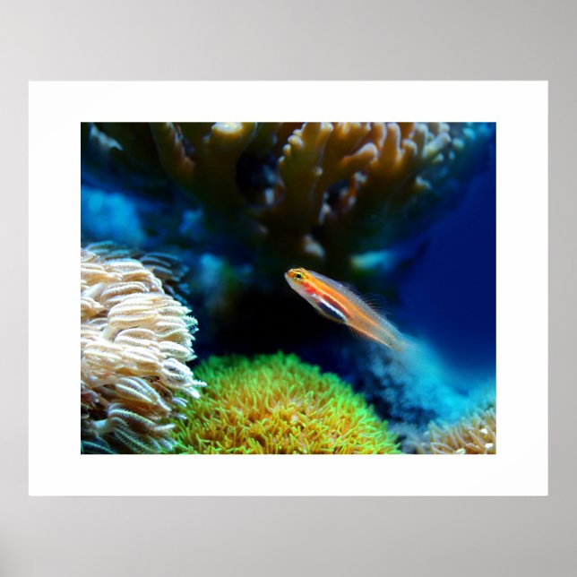 Fish Poster (Front)