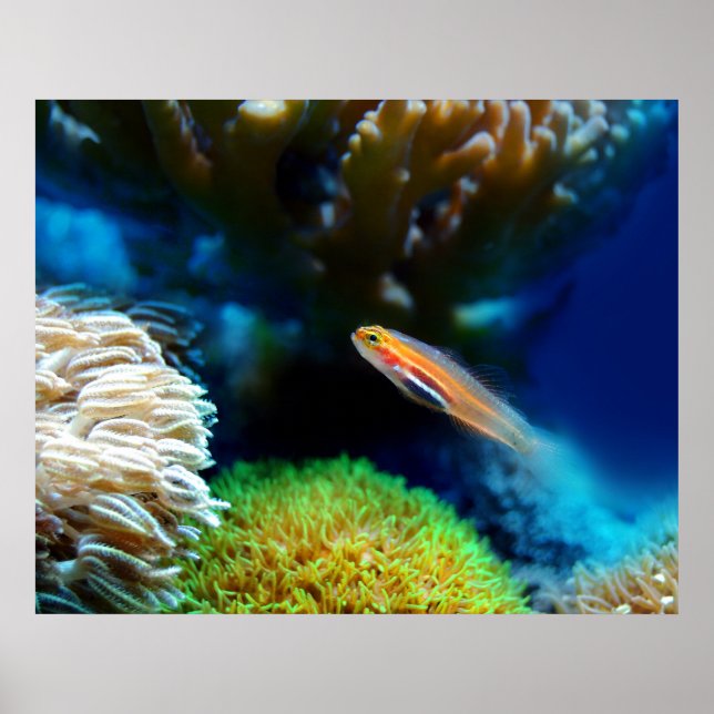 Fish Poster (Front)