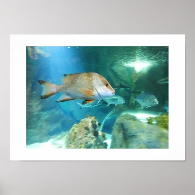 Fish Poster (Front)
