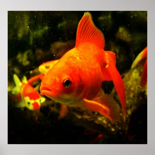 fish poster (Front)