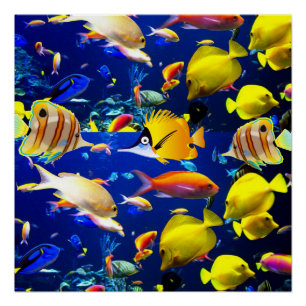 Fish Poster Beach House Posters
