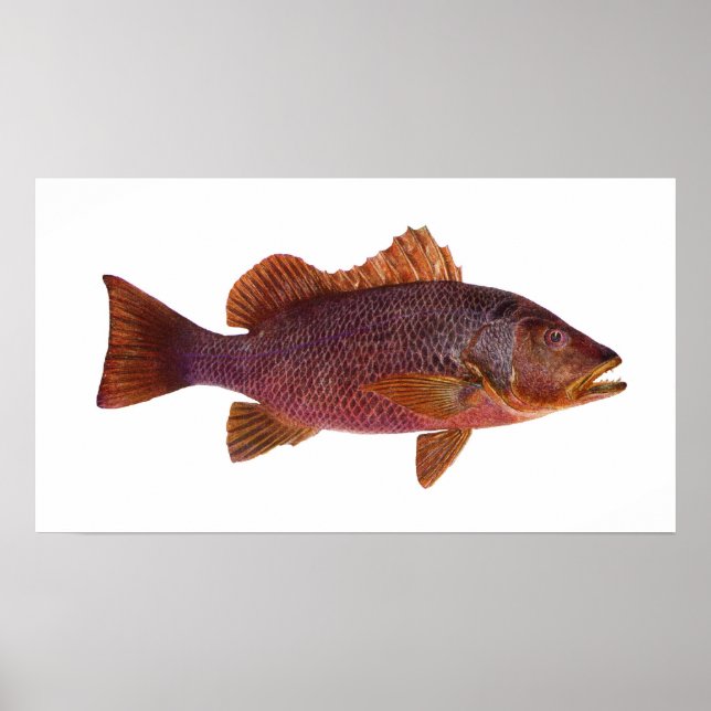 Fish - Purple Sea Perch - Lutjanus superbus Poster (Front)