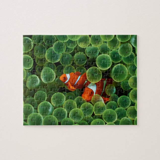 Fish Puzzle (Horizontal)