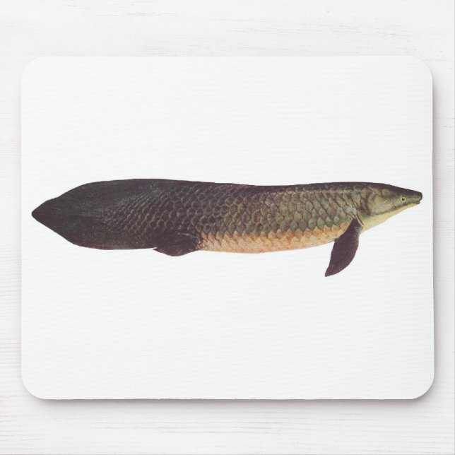 Fish - Qld. Lungfish - Neoceratodus forsteri Mouse Mat (Front)
