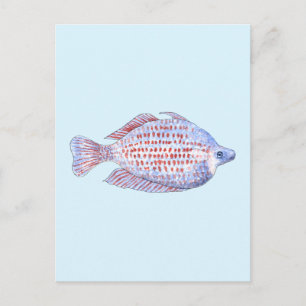 Fish. Red Line Rainbowfish. Postcard