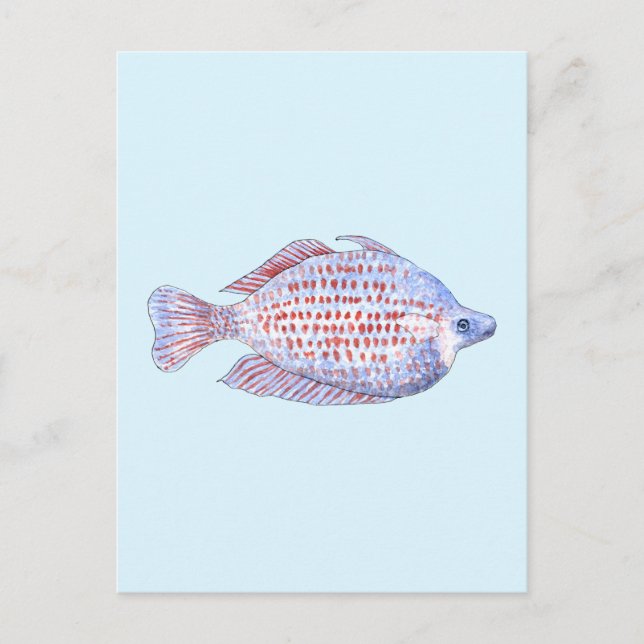 Fish. Red Line Rainbowfish. Postcard (Front)