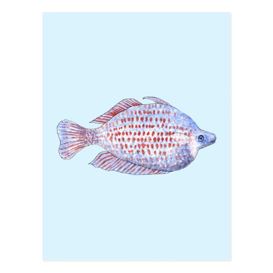 Fish. Red Line Rainbowfish. Postcard