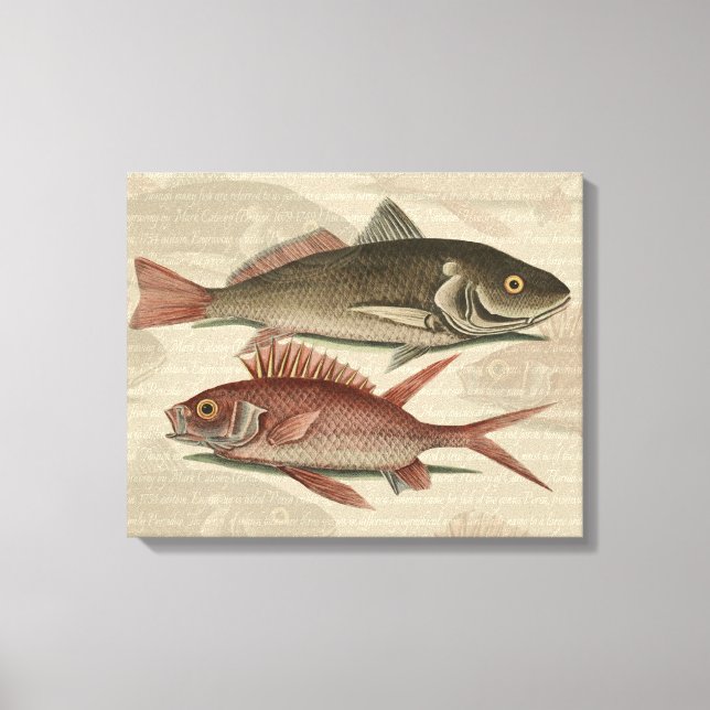 Fish Red Perch Fisherman Art Canvas Print (Front)